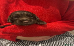 Cocker Spaniel dogs for sale: Cocker Spaniel Puppies - Advert 3