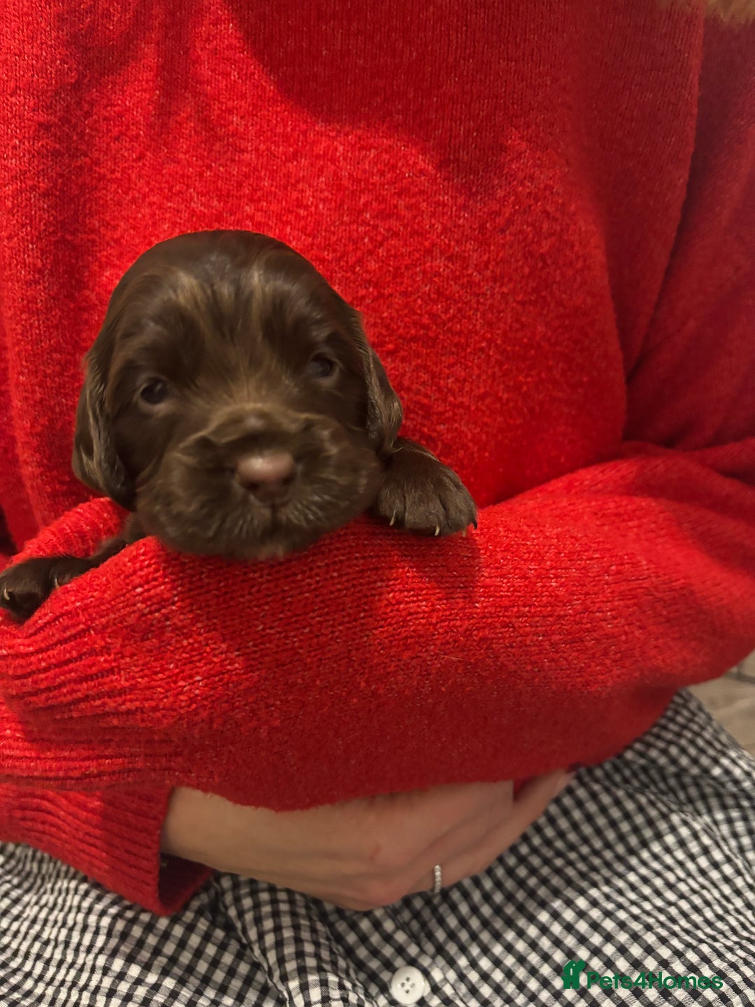 Cocker Spaniel dogs for sale: Cocker Spaniel Puppies - Advert 3