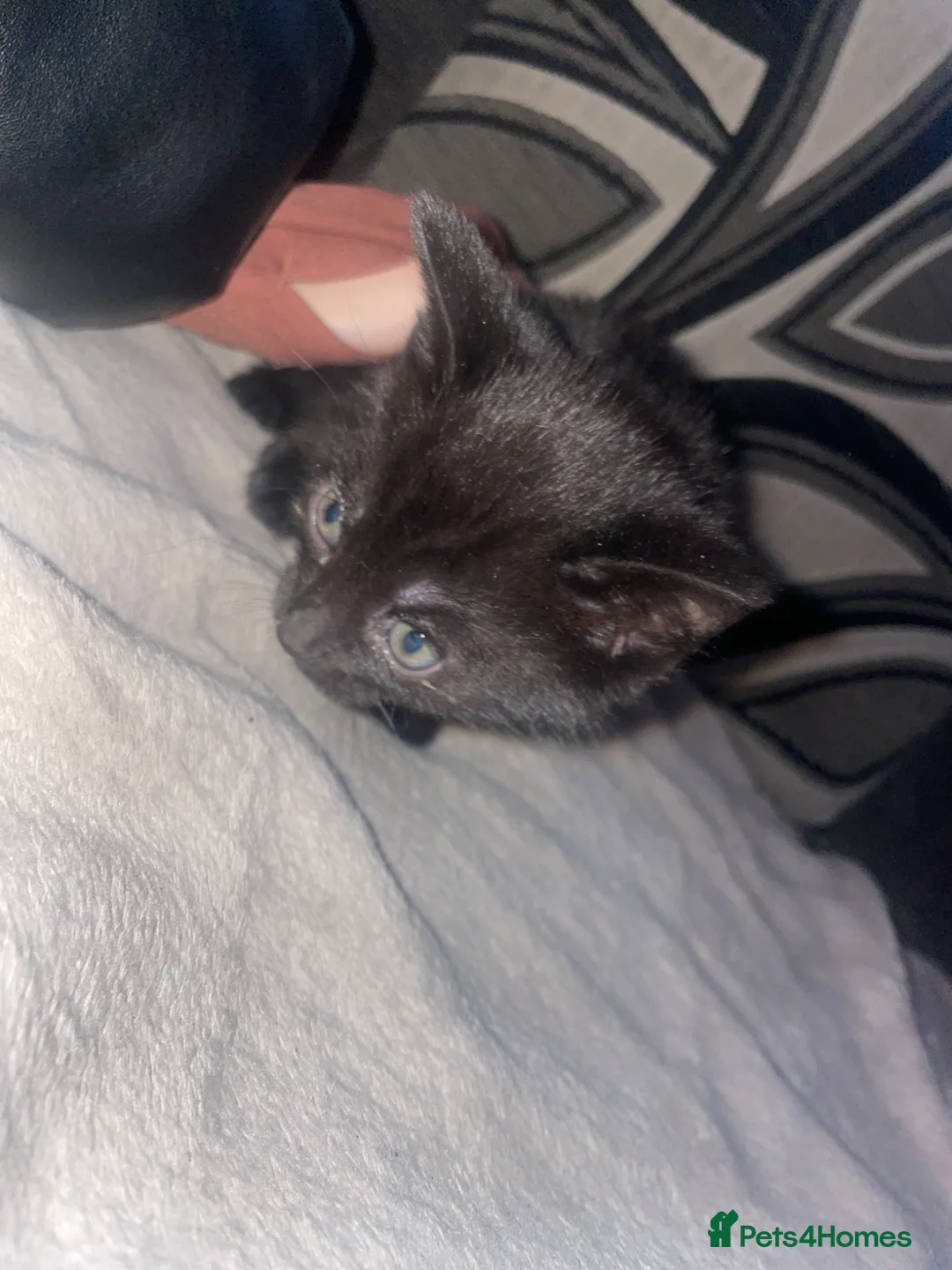 Mixed Breed cats for sale: 4 kittens for sale in Bolton - Advert 7