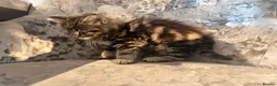 Mixed Breed cats for sale: Half Norwegian forest cat male kitten in Tonbridge - Advert 8