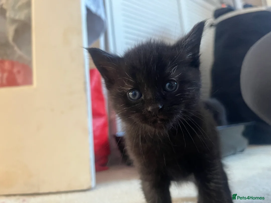 Mixed Breed cats for sale: bengal/tabby X Maine coone kittens  in Brighton - Advert 2