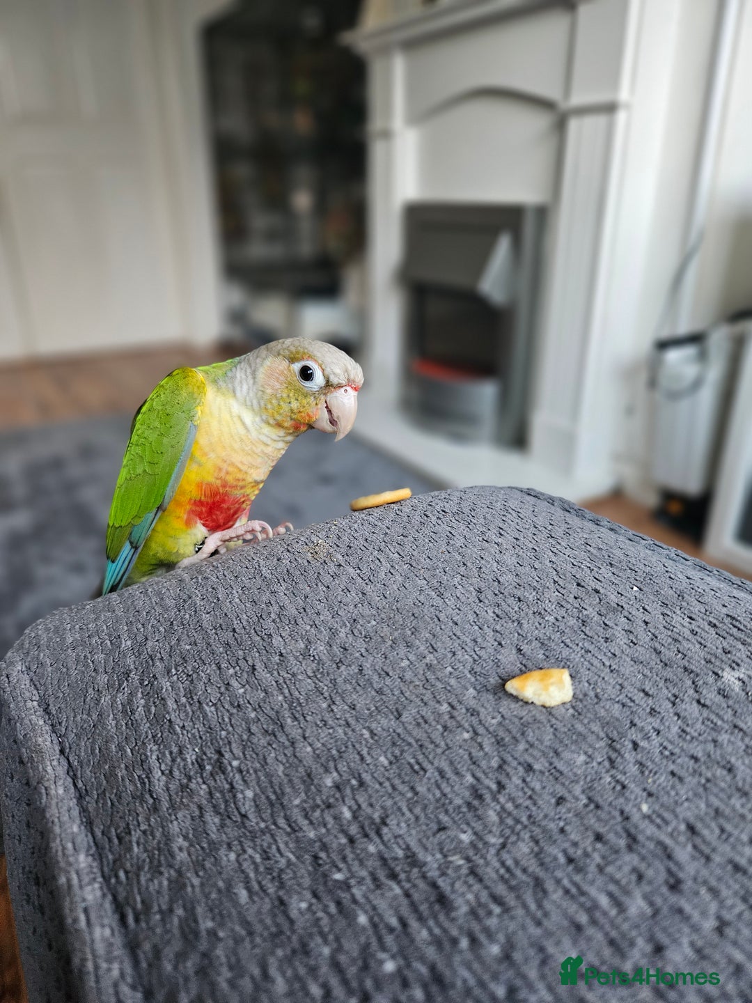 Conures birds for sale: 2 x conure parrots and cage pluc extras - Advert 4