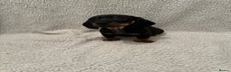 Miniature Dachshund dogs for sale: Miniature dachshund READY NOW - Advert 12