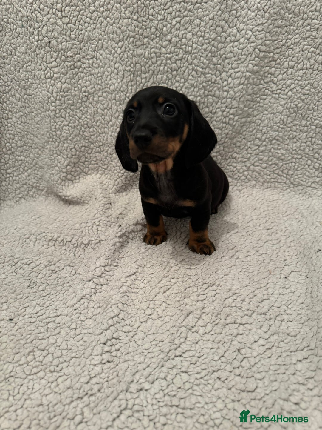 Miniature Dachshund dogs for sale: Miniature dachshund READY NOW - Advert 12