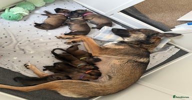 Belgian Shepherd Dog dogs - Advert 16