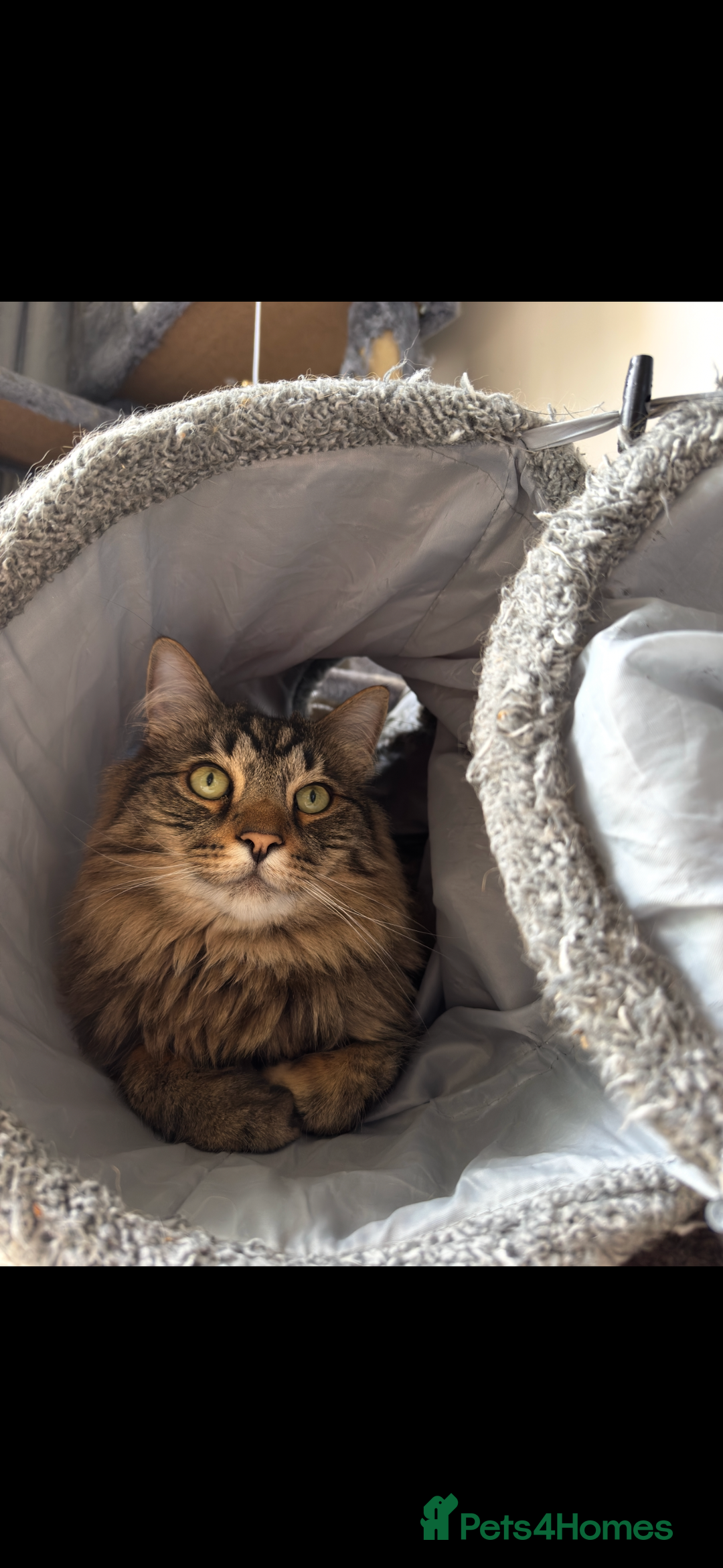Norwegian Forest Cat cats for sale: Neo - Norwegian Forest cat / Dom long hair - Image 5