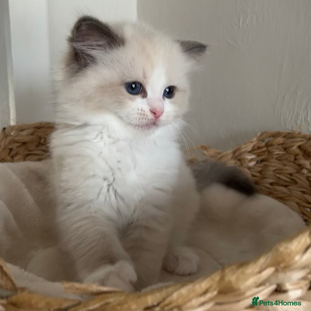 Ragdoll cats for sale: Ragdolls - Image 19