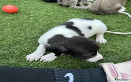 Lurcher dogs for sale: Lurcher pups  - Image 11