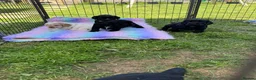 Cocker Spaniel dogs for sale: Working Cocker Spaniel Puppies - Advert 8
