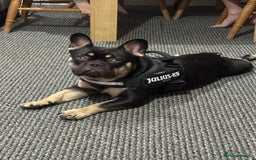 French Bulldog dogs for sale: 10 month old male Frenchbulldog  - Image 1