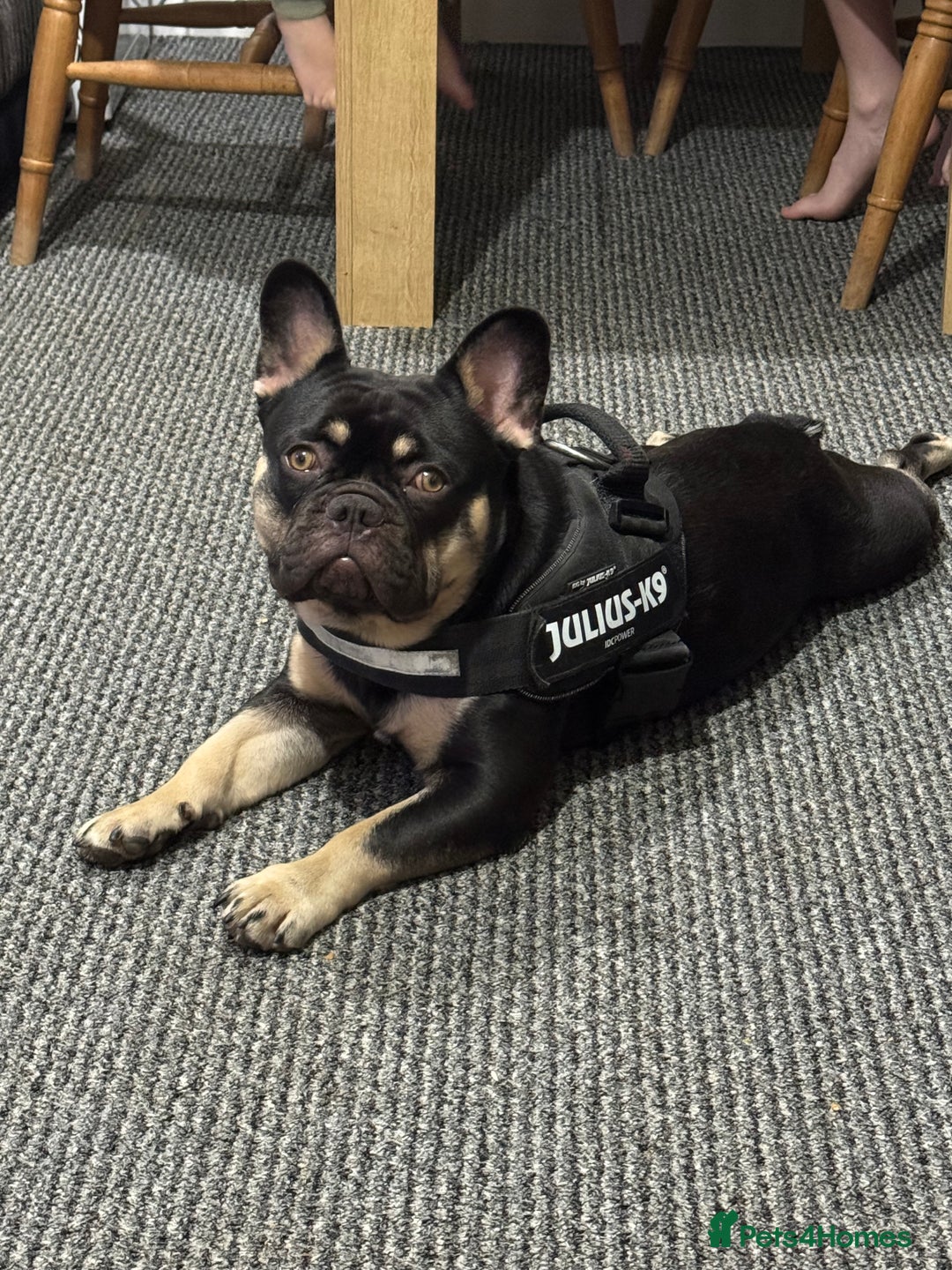 French Bulldog dogs for sale: 10 month old male Frenchbulldog  - Image 1