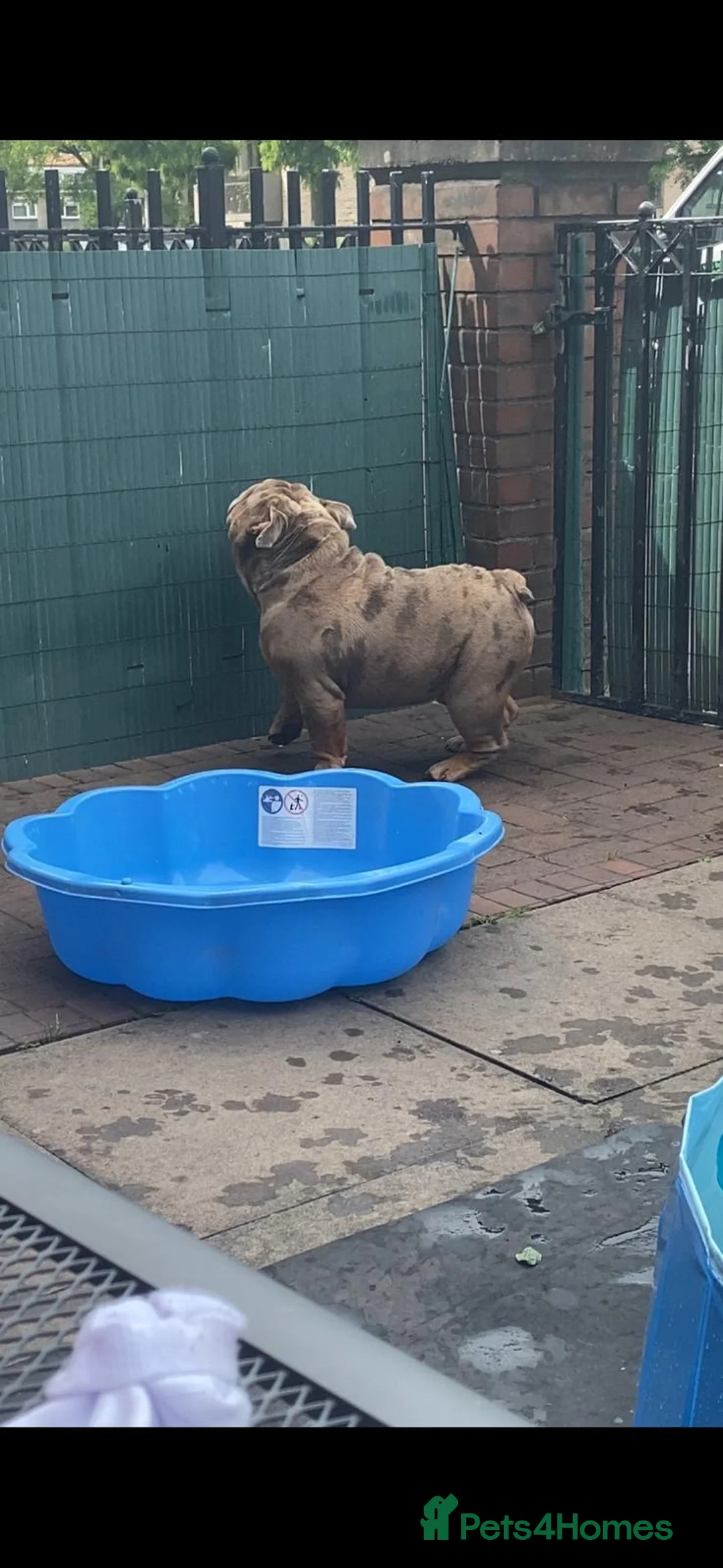 English Bulldog dogs for stud: King bear mcr - Advert 7