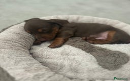 Miniature Dachshund dogs for sale: Miniature dachshund buy puppy  - Image 7