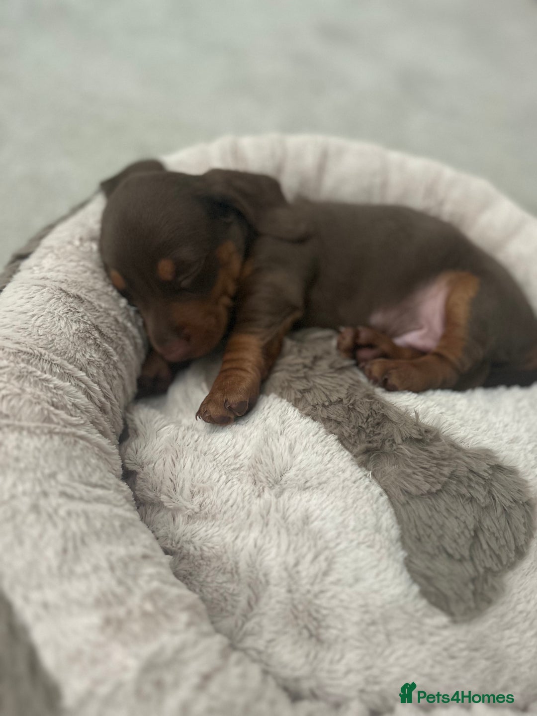 Miniature Dachshund dogs for sale: Miniature dachshund buy puppy  - Image 7