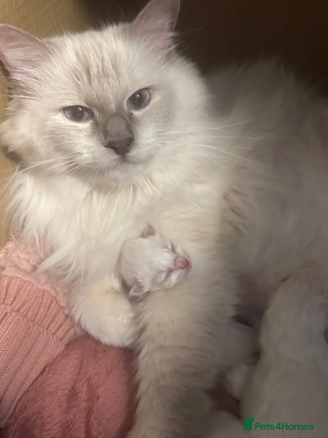 Ragdoll cats for sale: RAGDOLL BOY colour point chocolate pedigree in Birkenhead - Advert 1