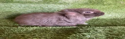 Mini Lop rabbits for sale: Purebred mini lops  - Advert 4