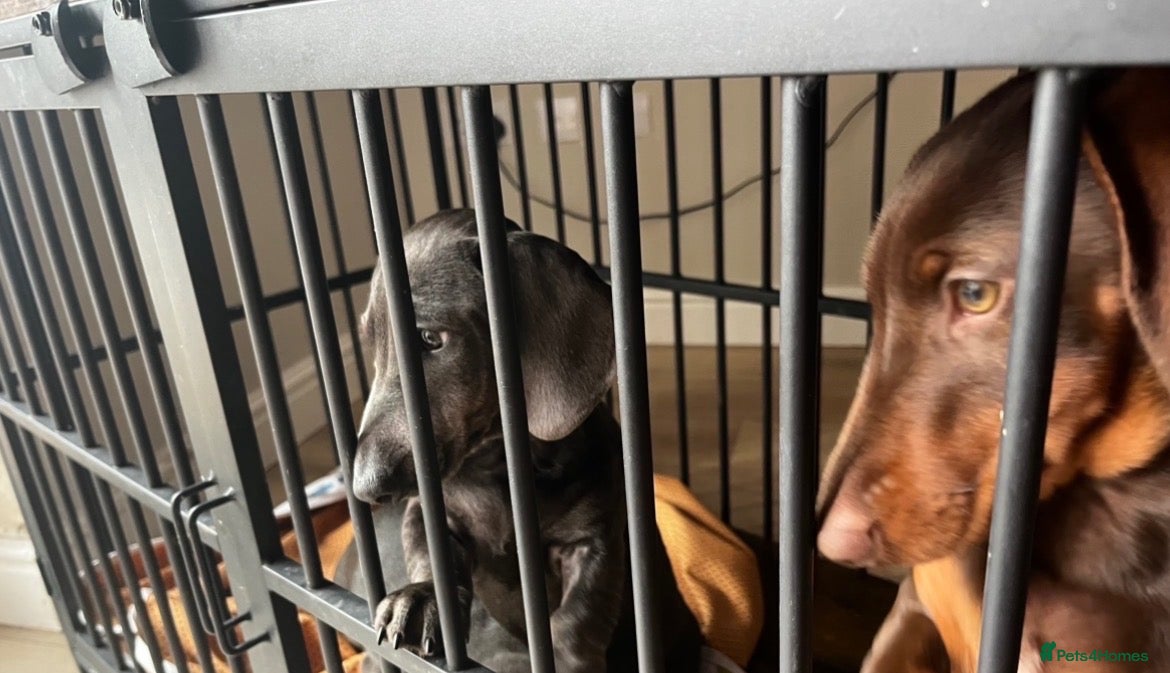 Dachshund dogs Stunning Solid Blue & Choc & Tan Dachshunds  - Advert 2