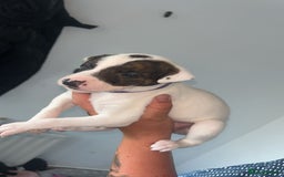 Lurcher dogs for sale: Lurcher - Image 3