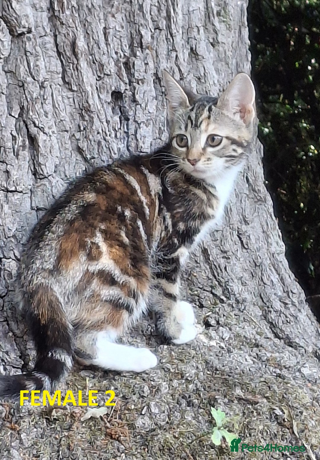 Mixed Breed cats for sale: Maine Coon X Kittens  in Coventry - Image 22