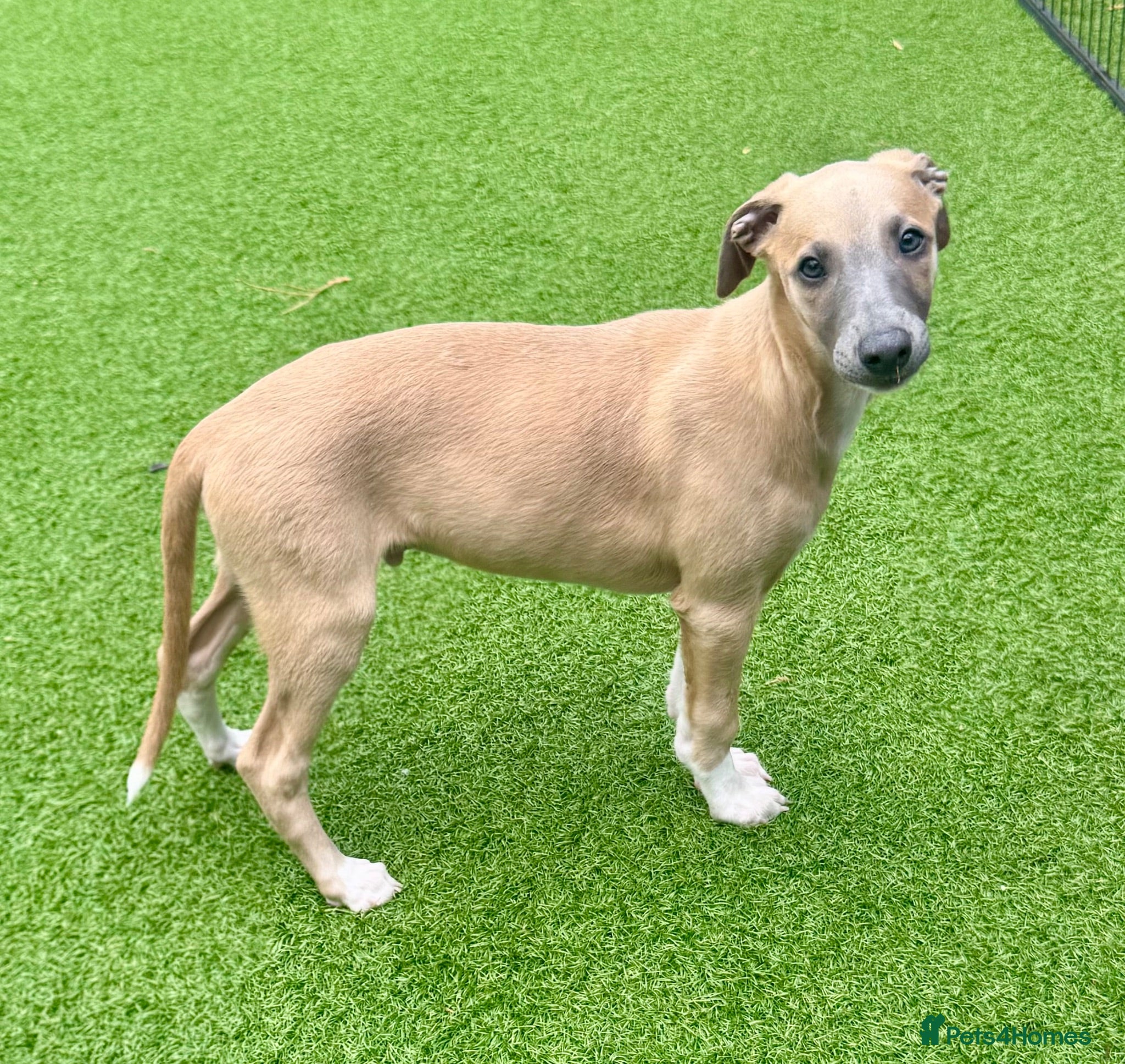 Whippet dogs Beautiful whippet babies READY NOW!🩷💙 - Advert 1