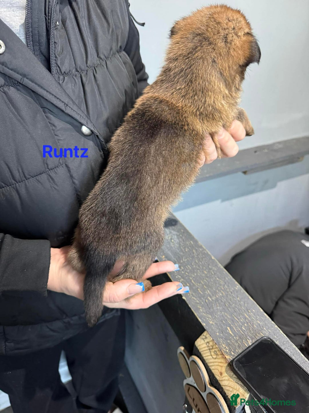 German Shepherd dogs for sale: German shepherd - Advert 6