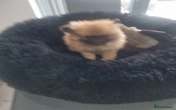 Pomeranian dogs for sale: Xxs Pomeraniums  - Image 13