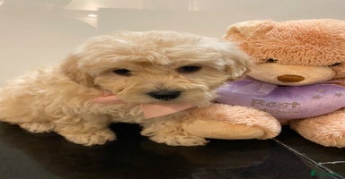 Maltipoo dogs Beautiful Maltipoo girls ready to go - Advert 6