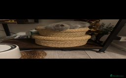 British Shorthair cats for sale: British shorthair kittens - Image 9