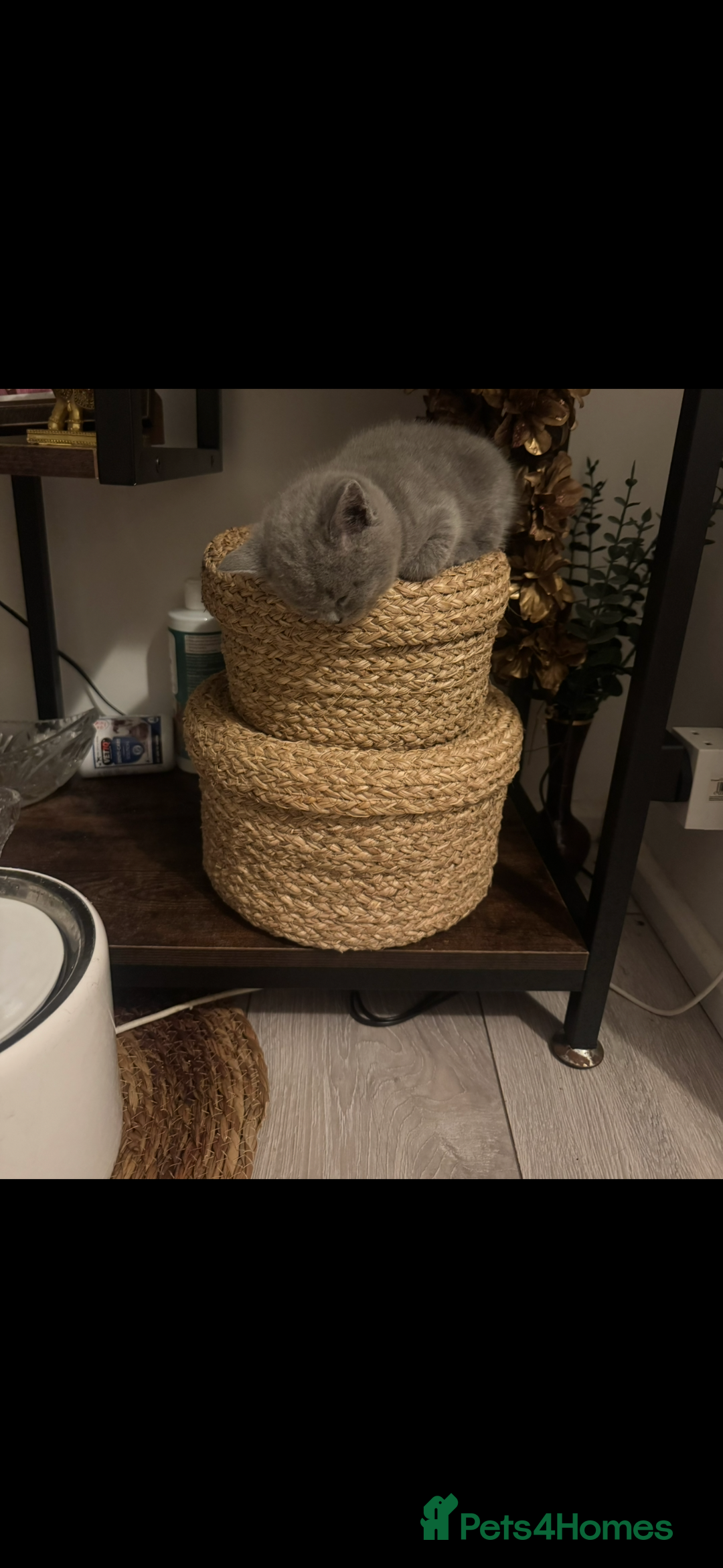 British Shorthair cats for sale: British shorthair kittens - Image 9