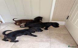 Doxiepoo dogs for sale: Daxi poos - Image 12