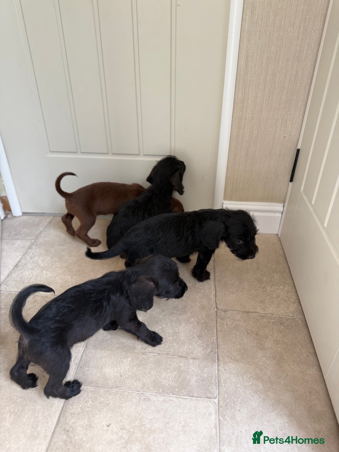 Doxiepoo dogs for sale: Daxi poos - Image 12