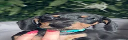 Miniature Dachshund dogs for sale: Miniature dachshund  in Stafford - Advert 8