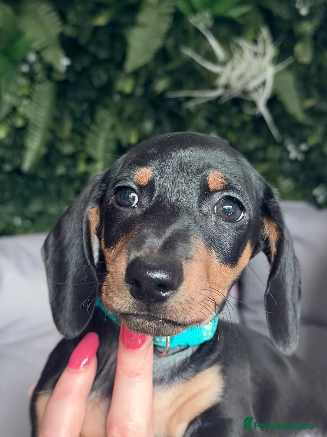 Miniature Dachshund dogs for sale: Miniature dachshund  in Stafford - Advert 8