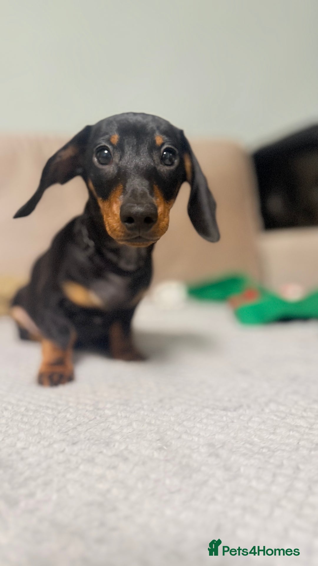 Miniature Dachshund dogs for sale: Gorgeous KC PRA CLR Miniature dachshund girl - Advert 4