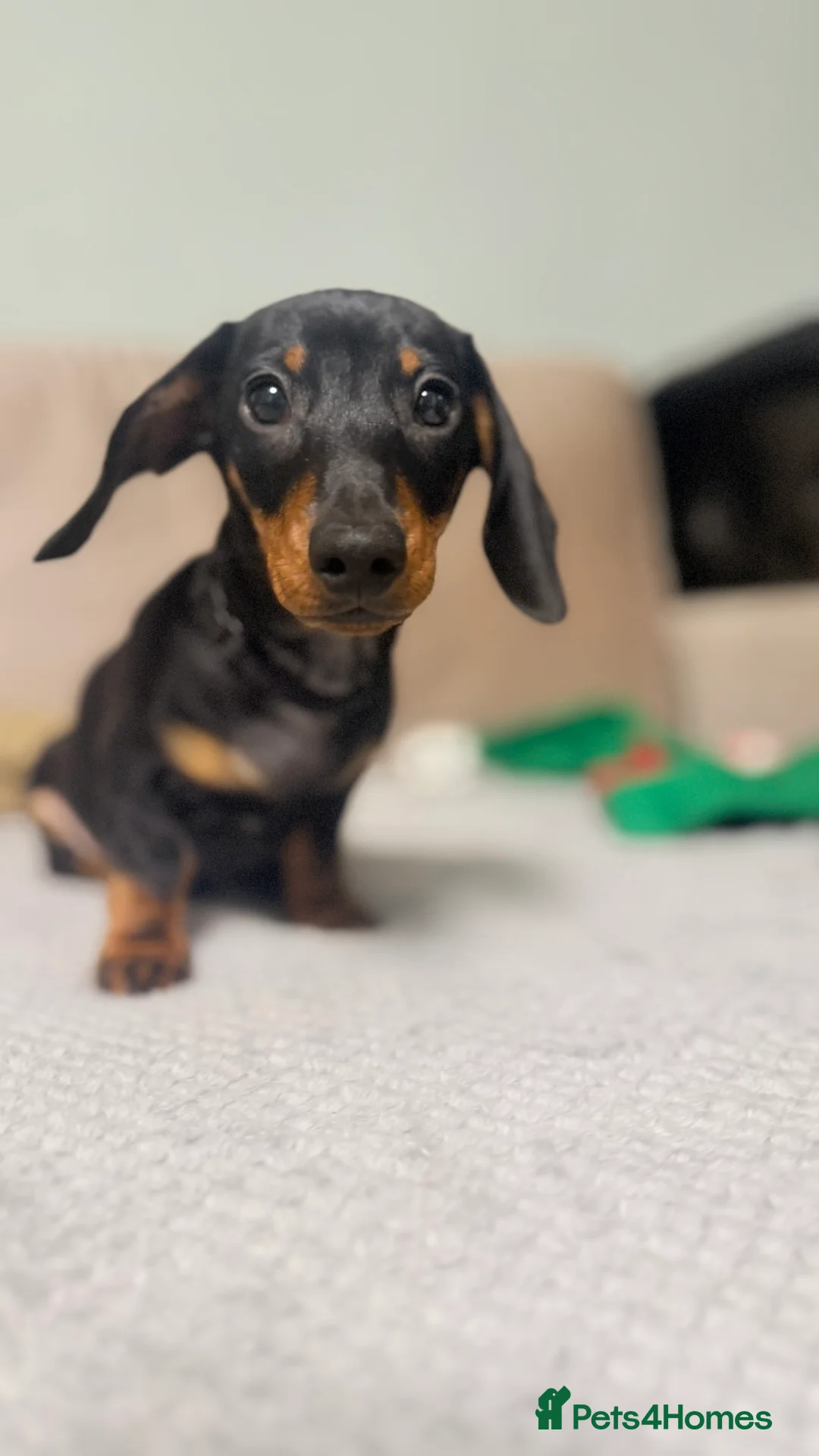 Miniature Dachshund dogs for sale: Gorgeous KC PRA CLR Miniature dachshund girl - Advert 4