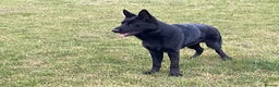 German Shepherd dogs for sale: Outstanding All Black Male  - Advert 3