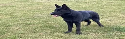 German Shepherd dogs for sale: Outstanding All Black Male  - Advert 3