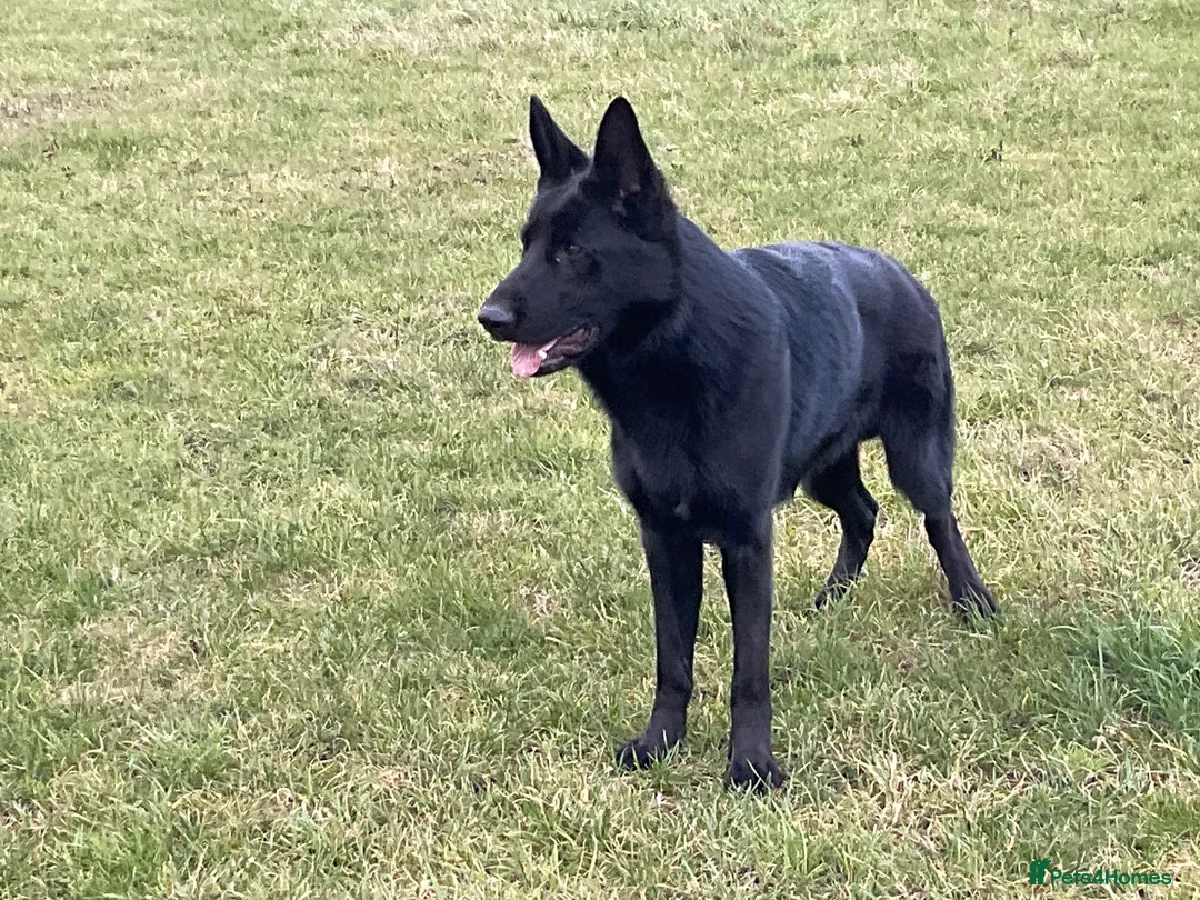 German Shepherd dogs for sale: Outstanding All Black Male  - Advert 3