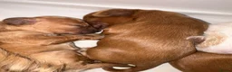 Mixed Breed dogs for sale: Beautiful Cavapoochon Puppies in Saint Leonards-on-sea - Advert 6