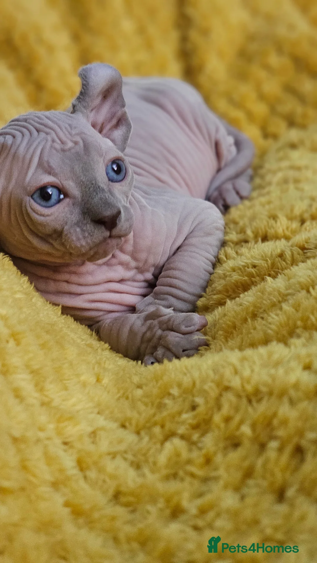 Sphynx cats for sale: Sphynx Elf kittens - Advert 4