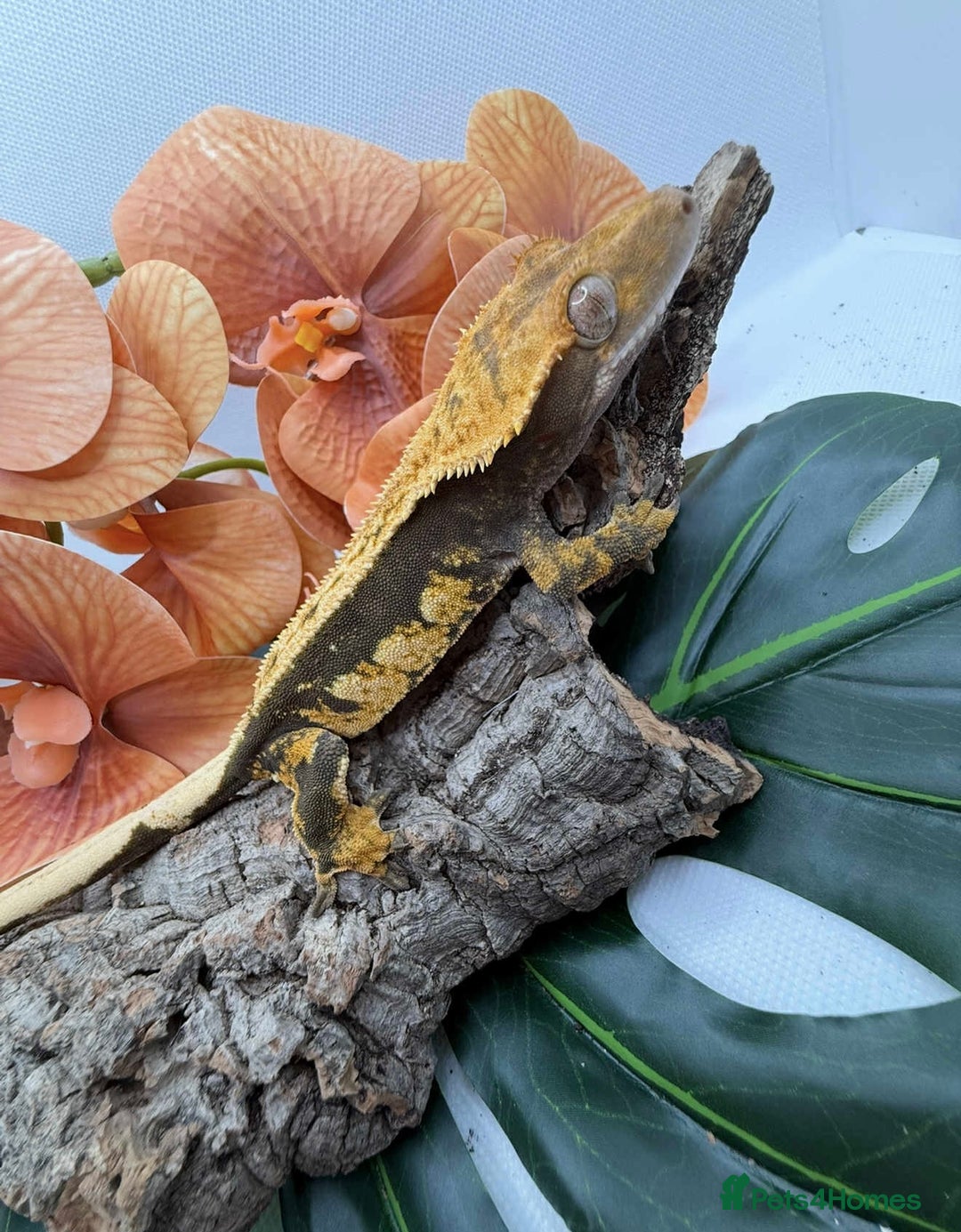 Gecko reptiles for sale: Crested Gecko adults and babies - Advert 2