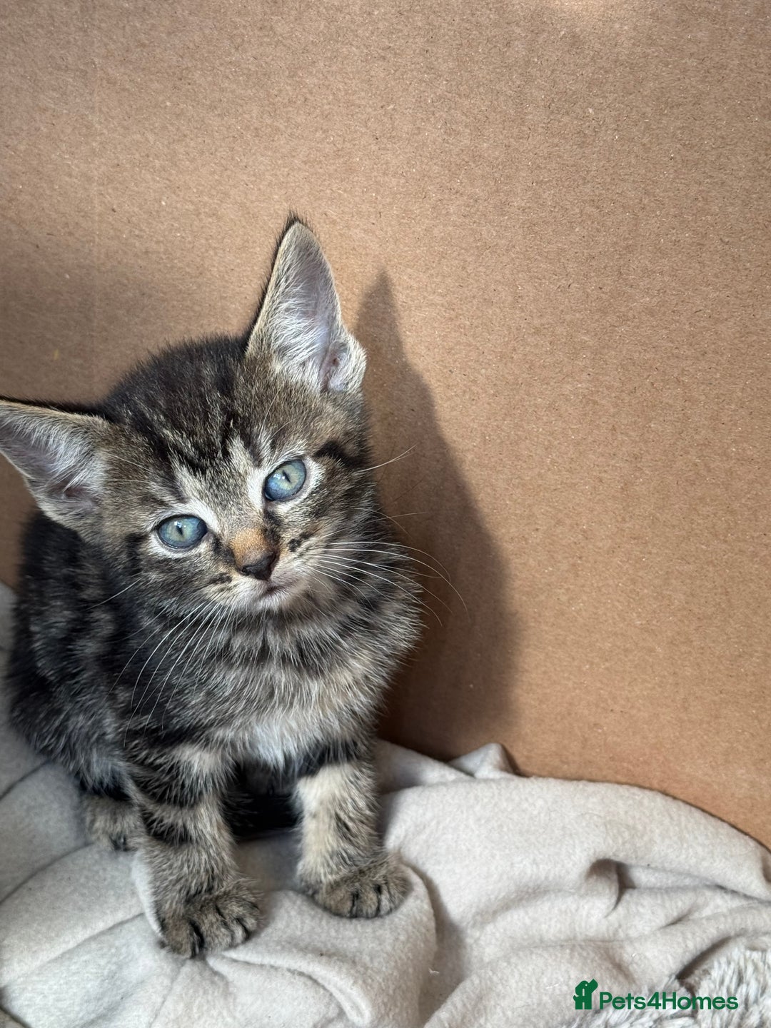 Mixed Breed cats for sale: 4 beautiful kittens left  - Image 9