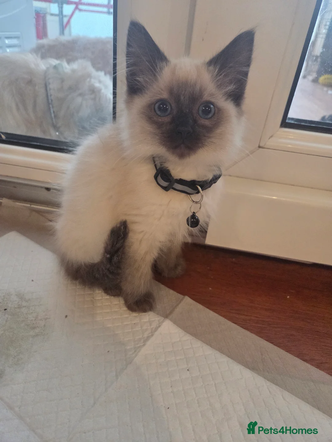 Ragdoll cats for sale: Ragdoll babies - Advert 4