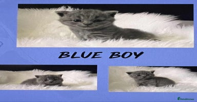 British Shorthair cats - Advert 2