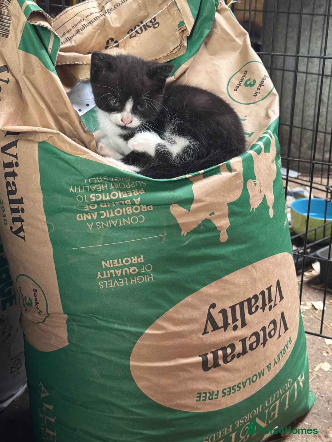 Mixed Breed cats for sale: Kittens  - Image 6