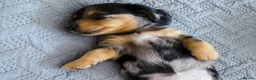 Dachshund dogs for sale: Last little boy BLACK&TAN LONG HAIRED  - Advert 14