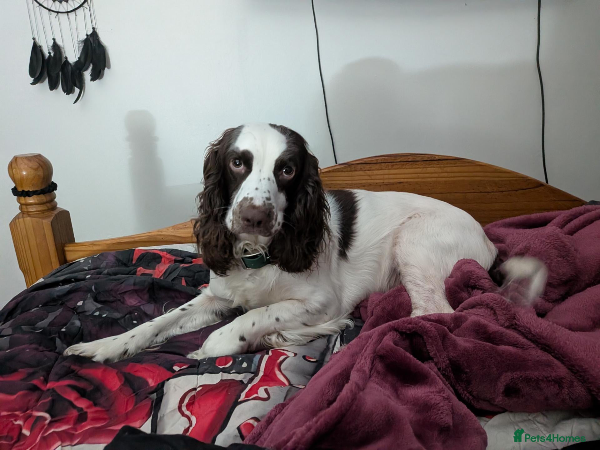 Mixed Breed dogs for sale: Special home sought for 4yr old cocker spaniel  - Advert 1