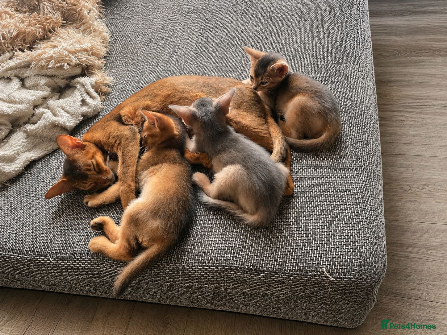 Abyssinian cats Abyssinian Kittens HCM Clear | Champion Bloodlines - Advert 1