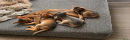 Abyssinian cats for sale: Abyssinian Kittens HCM Clear | Champion Bloodlines - Advert 6