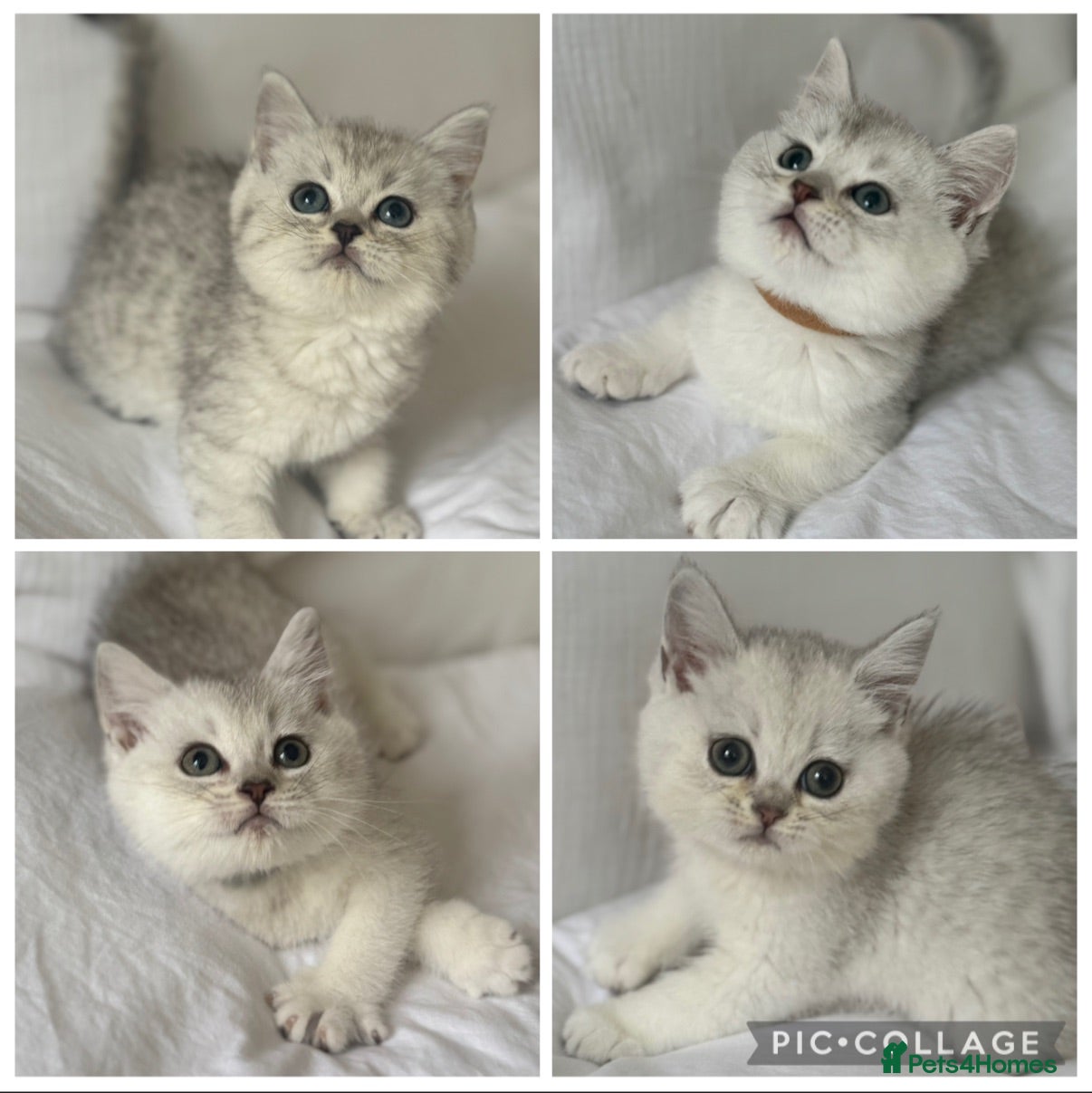 British Shorthair cats Stunning Silver NS12 GCCF British shorthairs  - Advert 1